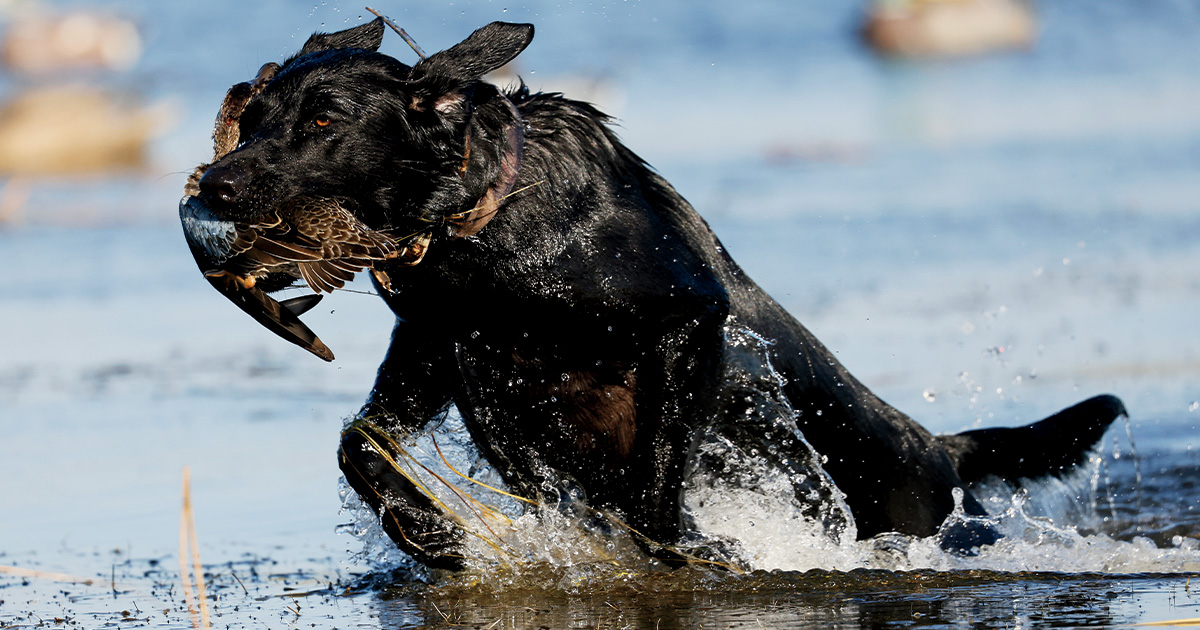 Labrador retriever bringing in a harvested blue-winged teal. Photo by MichaelFurtman.com